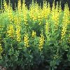 Baptisia Sphaerocarpa Viridis